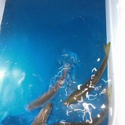 水温低下を告げるヤツ